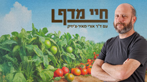 חיי מדף