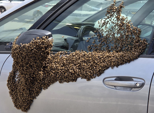 דבורים במרכז המסחרי בנתיבות, אפריל 2026