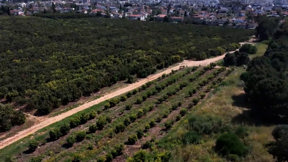 תחקיר מקווה ישראל