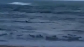 כריש במועצת חוף הכרמל