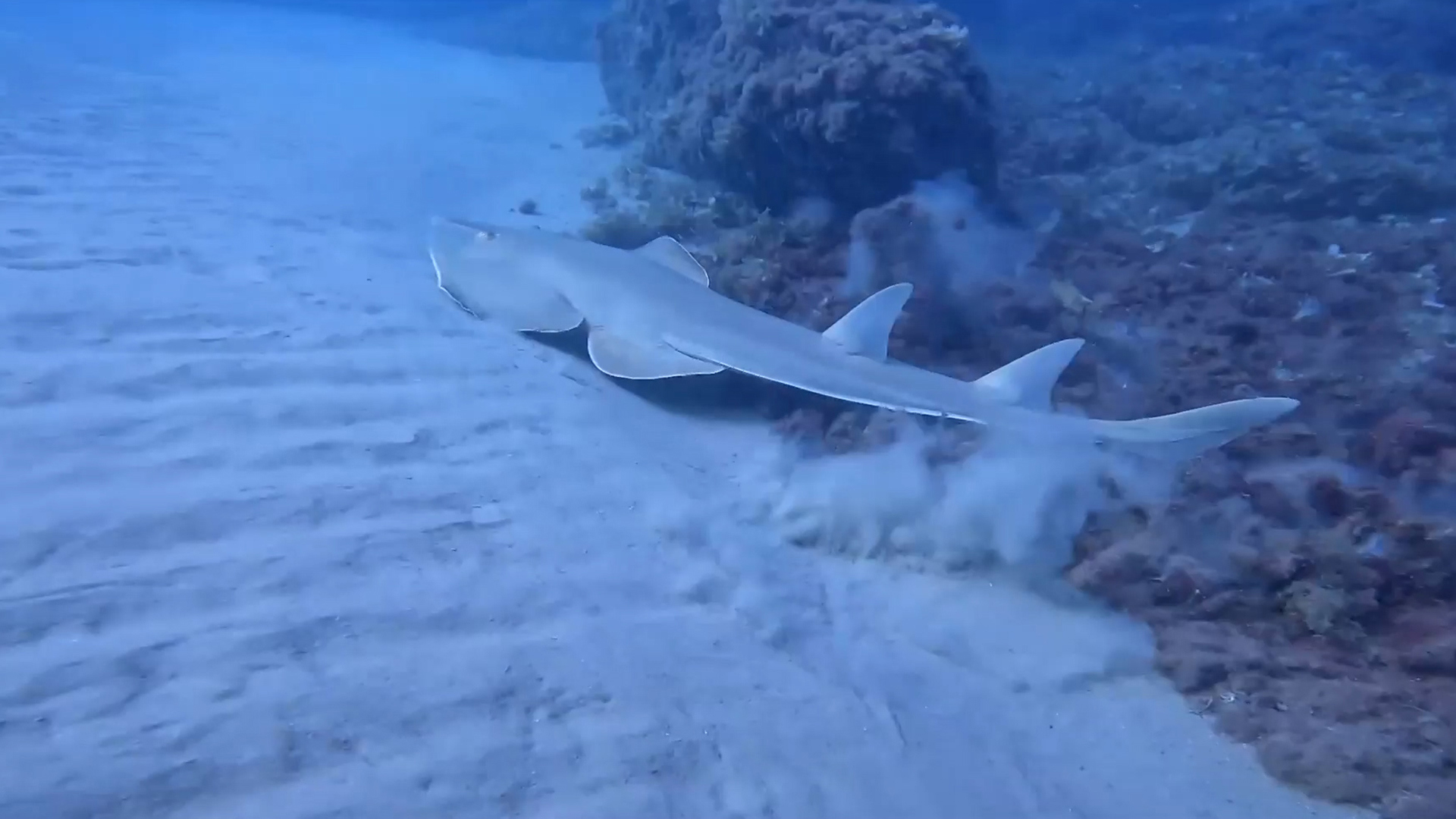 הדגים המסתוריים