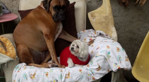 בית ספר לכלבים: הגנים שבהם החברים על ארבע הם הילדים