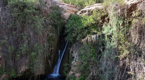 המזרח הקרוב: החגיגה הבלתי צפויה של הטבע בבקעת הירדן