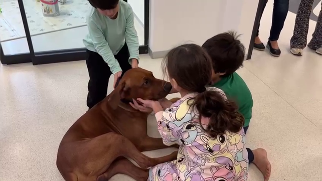 משפחת ברודץ והכלב