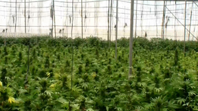 התפיסה הגדולה